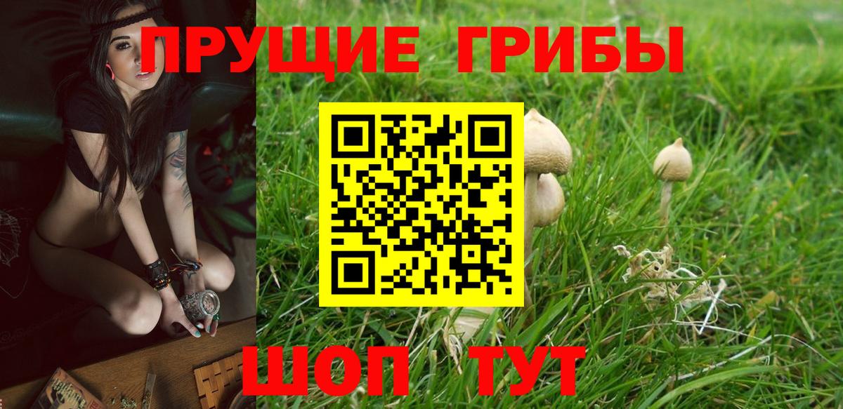 Красноярск  Псилоцибиновые грибы прущие грибы  Псилоцибиновые грибы мицелий  Вход с VPN 